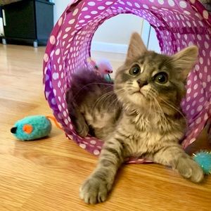 Meet your Posher, Caroline